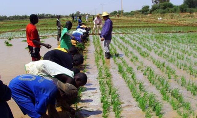 rice farm