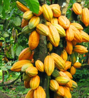 Ghana projects cocoa production recovery for 2024/25